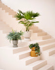 Twist Planter